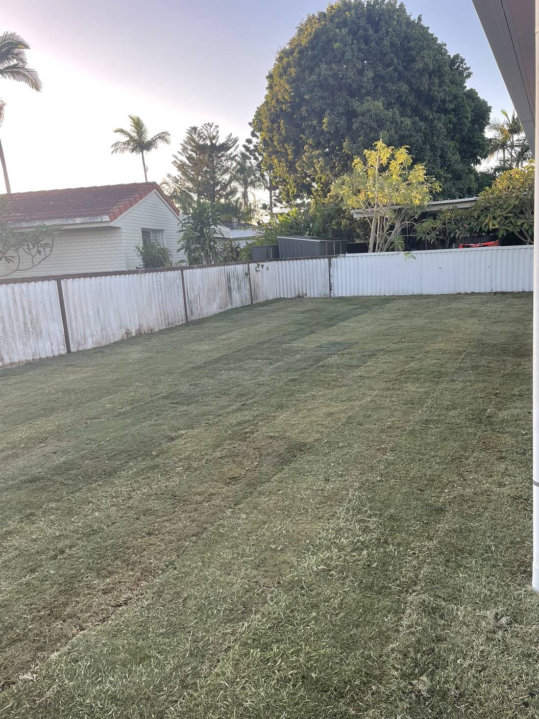Fresh backyard turf